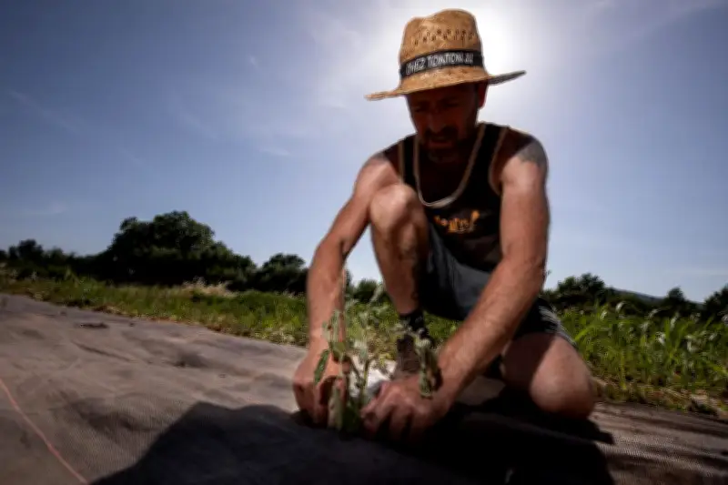 Vague de chaleur: comment l'agriculture varoise s'adapte au climat