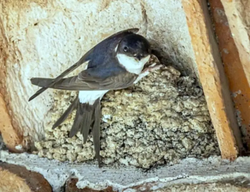 Vague de chaleur : les bons gestes pour sauver les oiseaux