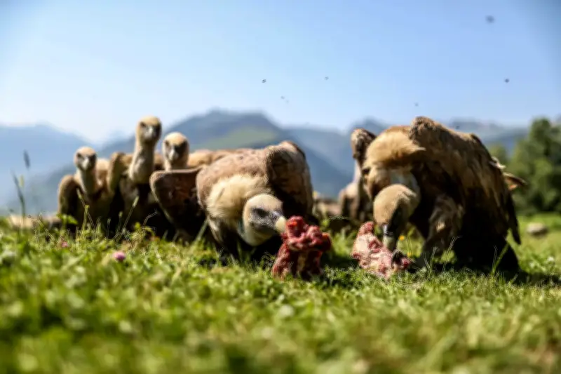 Vautours dans les Pyrénées-Atlantiques : trois incidents en trois jours
