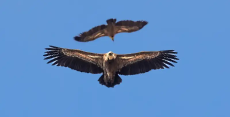 Vautours dans les Pyrénées : une menace pour les éleveurs ?