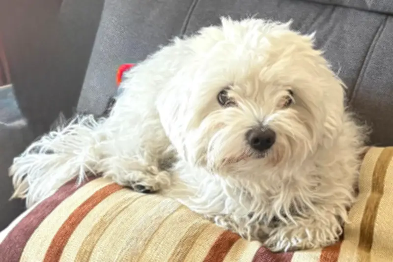Vence interdit de laisser un chien dans une voiture par forte chaleur