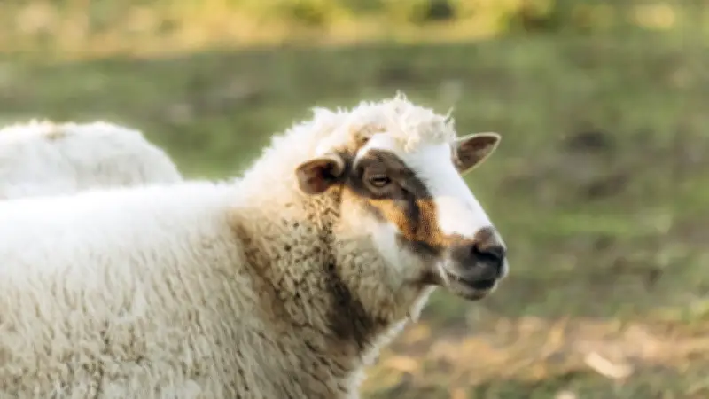 Vidéo choquante : un lycéen accusé d'acte zoophile sur une brebis