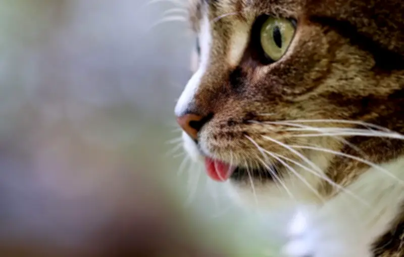 Vidéo virale d'un chat tombant dans un tube : un deepfake