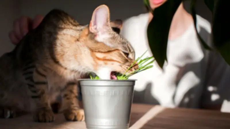Vigne argentée : cette plante rendrait votre chat plus accro que l'herbe à chat