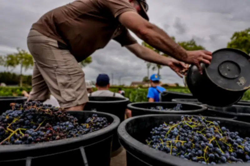 Vignes précoces : les fortes chaleurs avancent les vendanges