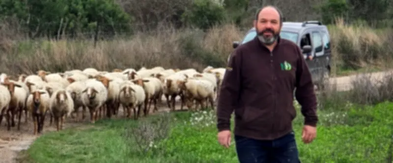 Vol de 33 brebis et agneaux : un éleveur de l'Hérault témoigne