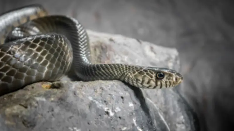 Wattrelos : un serpent d'un mètre maîtrisé par un commerçant