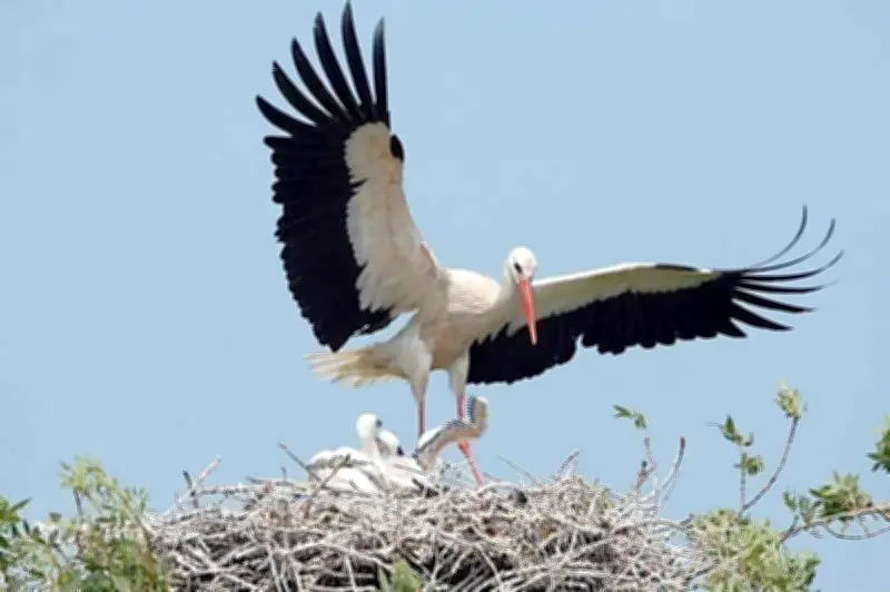 Week-end d'animations en Charente-Maritime : aéronautique, nature et concerts