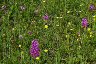 29 espèces d'orchidées sauvages à admirer dans le Vic-Bilh