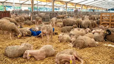 Aïd El Kebir dans l’Hérault : respect des règles pour l’abattage rituel