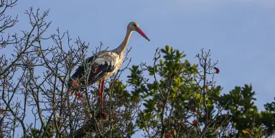 Alsace et Lot-et-Garonne : la cigogne blanche pourrait bientôt nicher dans le Sud-Ouest