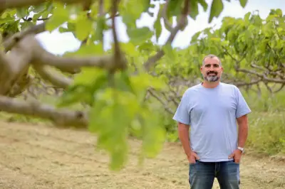 AOP Figue de Solliès : 20 ans de succès pour un fruit d'exception