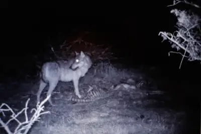 Attaques de loup : le désarroi des éleveurs face à une réglementation inadaptée