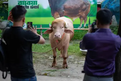 Au Bangladesh, un buffle albinos nommé Donald Trump attire les foules avant son sacrifice