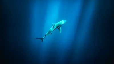 Australie : deuxième attaque mortelle de requin en une semaine