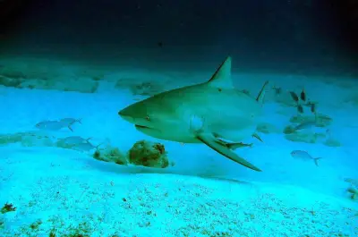 Australie : un homme de 39 ans tué par un requin dans le Queensland
