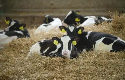 Autriche : une femme tuée par un troupeau de vaches dans le Tyrol