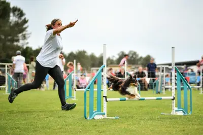 Avensan : 350 binômes maître-chien en finale nationale d'Agility