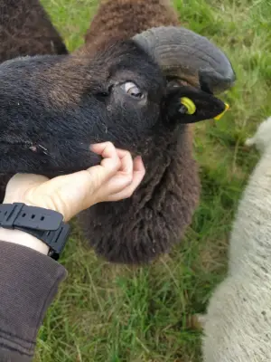 Aytré : un mouton de l'écopâturage retrouvé noyé après une attaque de chien