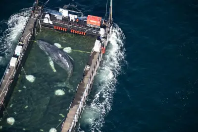 Baleine à bosse libérée en Mer du Nord après des semaines d'efforts