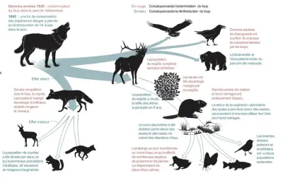 Biodiversité : pas d'extinction de masse généralisée, mais on s'en approche