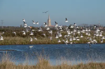 Bruxelles consulte sur l'avenir des lois de protection de la nature