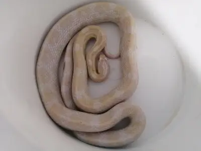 Capture d'un serpent des blés à Bergerac, un cobra toujours recherché à Toulouse