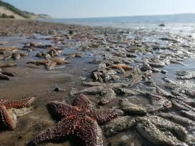 Échouage massif d'étoiles de mer sur les plages du bassin d'Arcachon