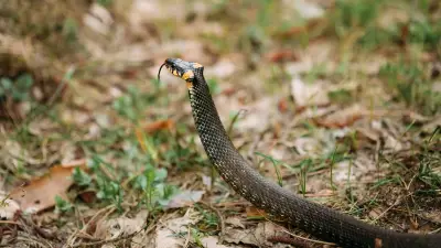 Cobra hautement venimeux en fuite en Occitanie : recherches infructueuses