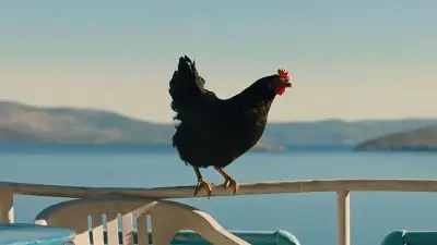 Cocotte en salle : une épopée mythologique vue par une poule noire