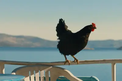 « Cocotte » : une poule dans l'Odyssée moderne, critique du film