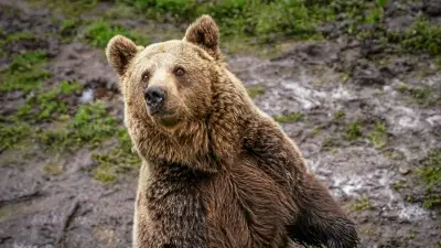 Colère en Occitanie avant l'inauguration d'une statue d'ours