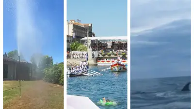 Concours Lépine, Saint-Louis, baleine : l'actu régionale en bref