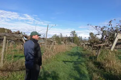 Crime des kiwis au Béarn : producteurs en quête de solutions face au dépérissement