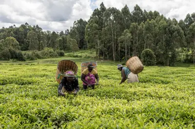 Crise des engrais en Afrique : les agriculteurs face aux incertitudes