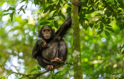 Dans la nature, tricher pour survivre : stratégies évolutives