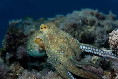 Découverte d'un poulpe bleu aux Galapagos : une nouvelle espèce