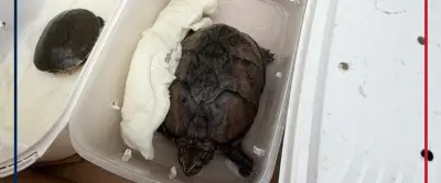 Des tortues musquées vivantes découvertes dans un colis postal à Pernes