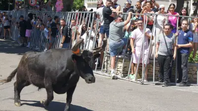Encierro de Saint-Césaire : les biòus de Camargue, rois du village