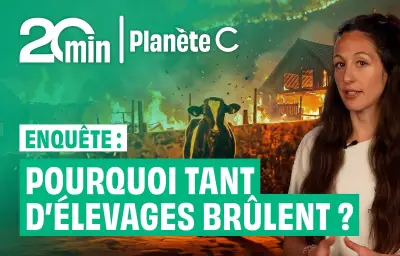 Enquête : pourquoi tant d'élevages brûlent en France ?