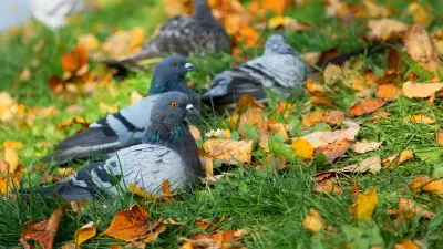 Excédé par le bruit, un homme tire à la carabine sur les pigeons de sa voisine à Avignon