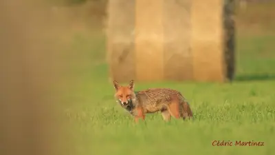 Faut-il arrêter de tirer les renards pour lutter contre les lapins dans l'Hérault ?