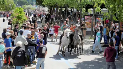 Feria d'Alès : le public répond à l'appel des manadiers et attrapaïres