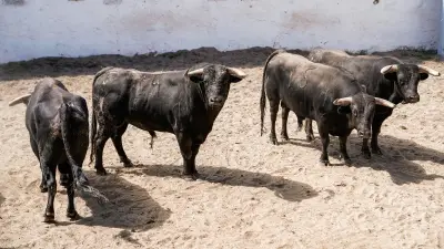 Feria de Nîmes 2026 : Talavante, torero et ganadero, un rêve d'enfant