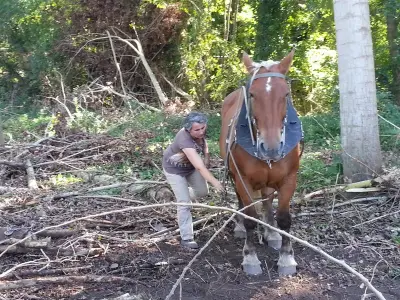 Fête des moulins à Saint-Julien-de-l'Escap : visites, marché et débardage à cheval