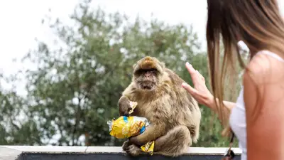 Gibraltar : des macaques mangent de la terre pour calmer leurs maux de ventre