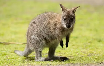 Gérant de parc animalier poursuivi pour avoir noyé un wallaby