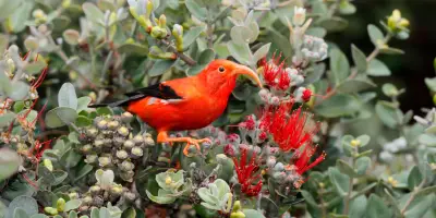 Hawaii : des oiseaux kleptomanes et parasites d'occasion