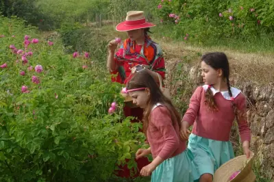 Immersion dans la cueillette de la rose de mai à Grasse pour ExpoRose 2026