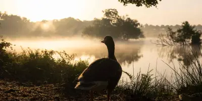 Impact de la chaleur précoce sur la faune et la flore